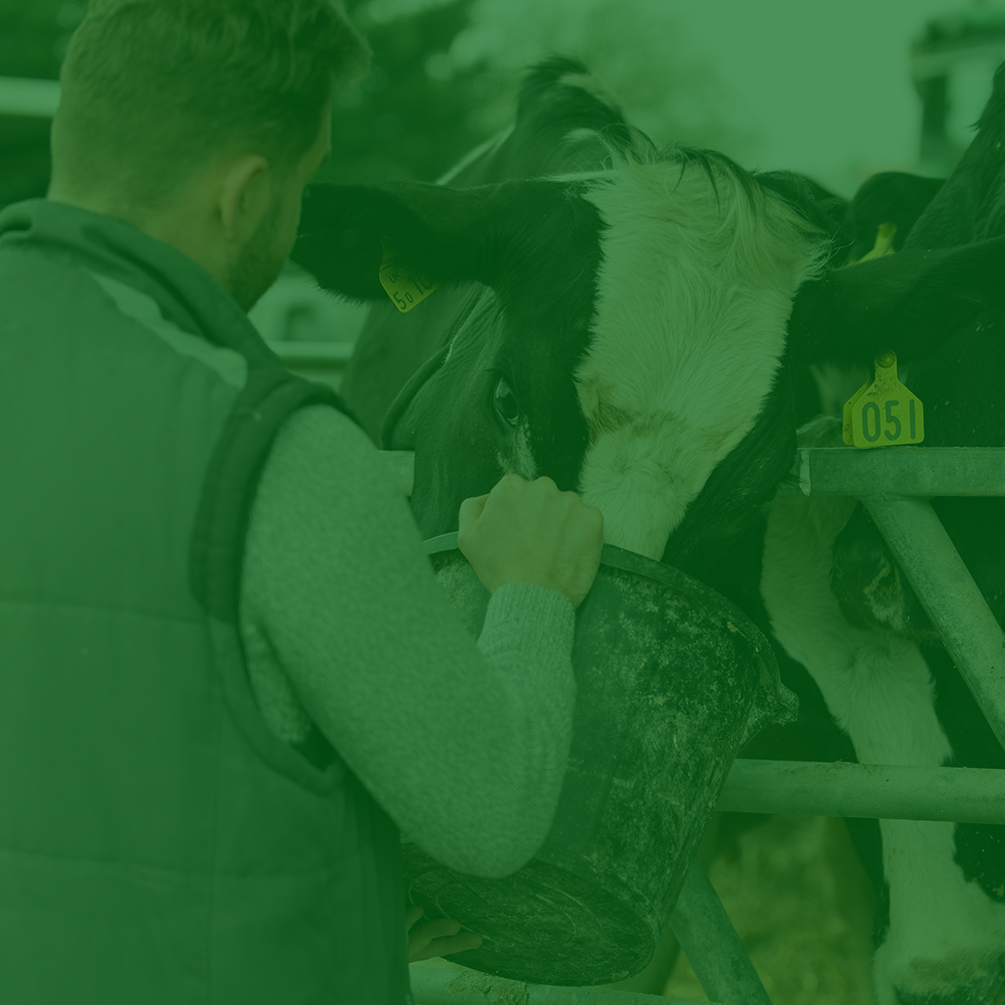 imagem de um homem alimentando uma vaca