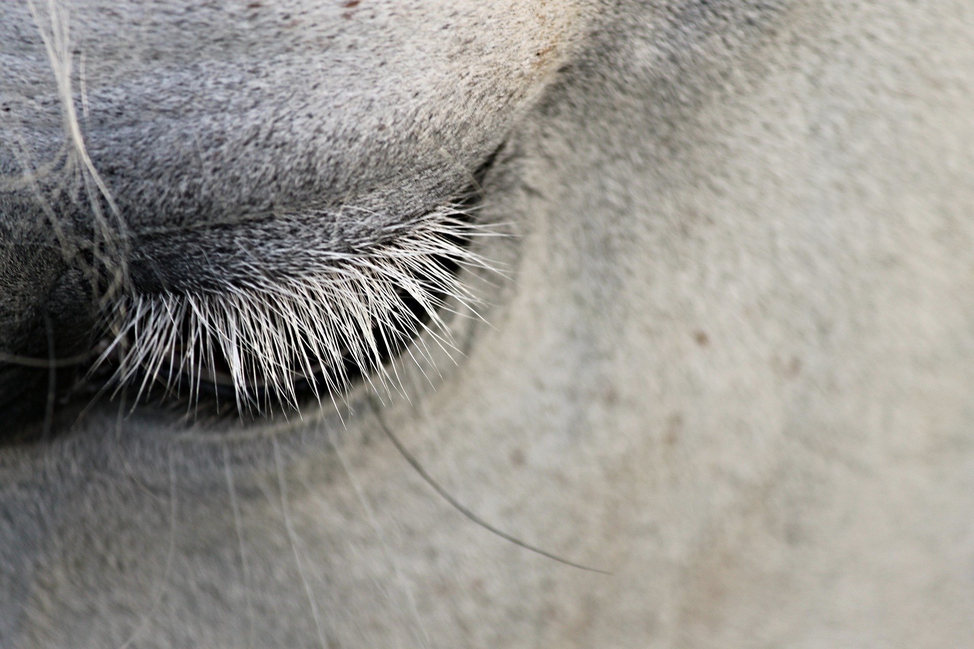 Marcas  Cavalos, Medicina veterinária, Animais de estimação