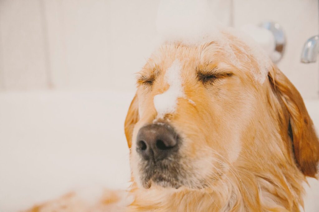 Banho e Tosa Pet Perdizes - Santé Centro Veterinario Fisioterapia