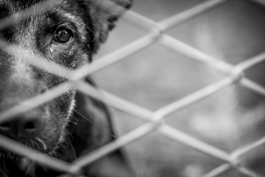 Abandono e maus-tratos aos animais é crime – CRMV-RJ