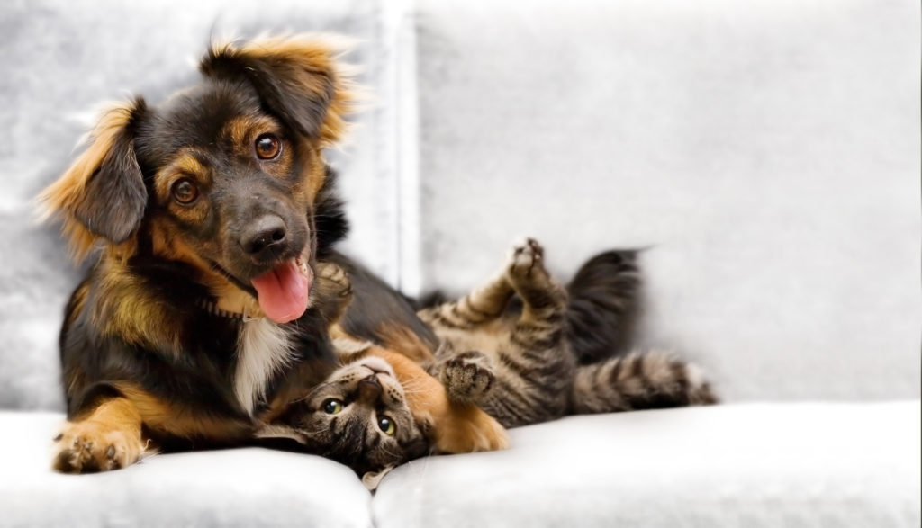 Ver fotos de filhotes fofos de gatos e cães aumenta a produtividade no  trabalho, diz estudo - RPet - R7 RPet