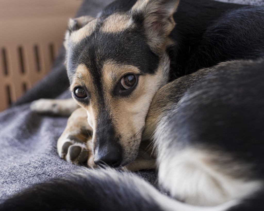 Cão morre após erro de veterinário e protetora sofre para salvar pets