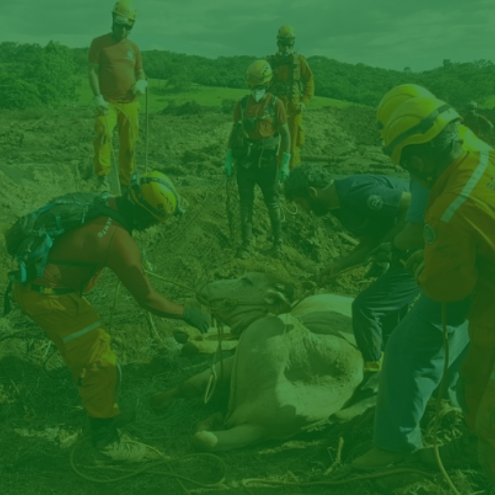 Equipe de resgate faz esforço para retirar boi da lama durante o desastre de Brumadinho, em Minas Gerais.