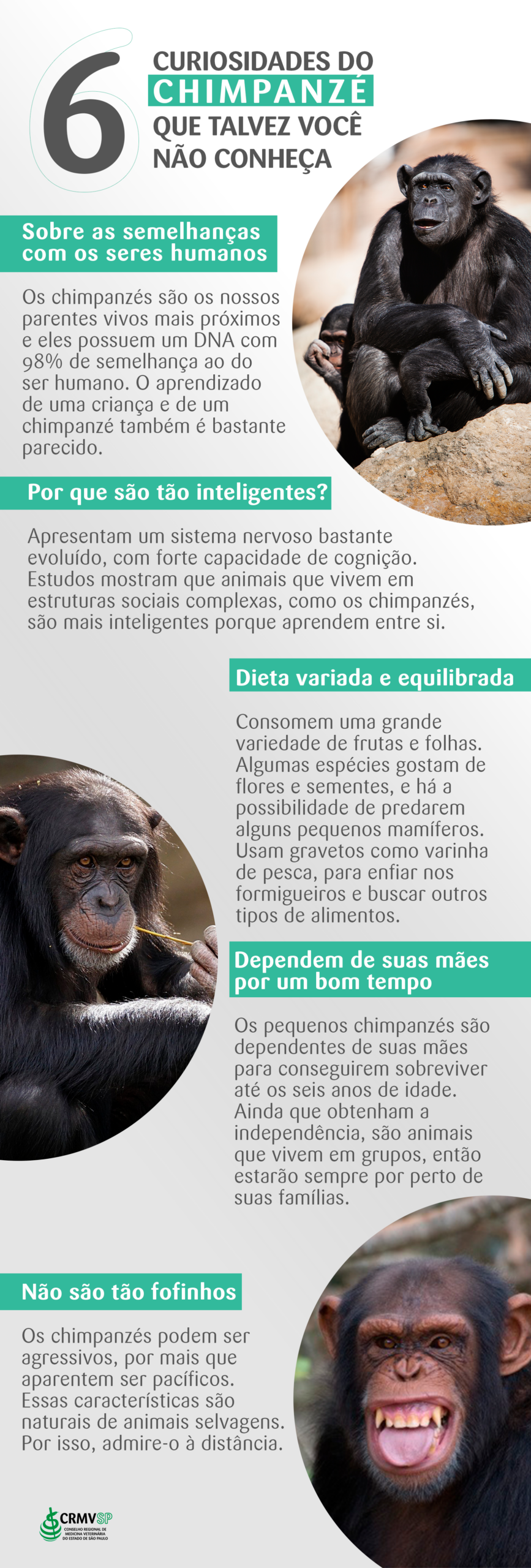 Pesquisa indica que chimpanzés conseguem reconhecer traseiros