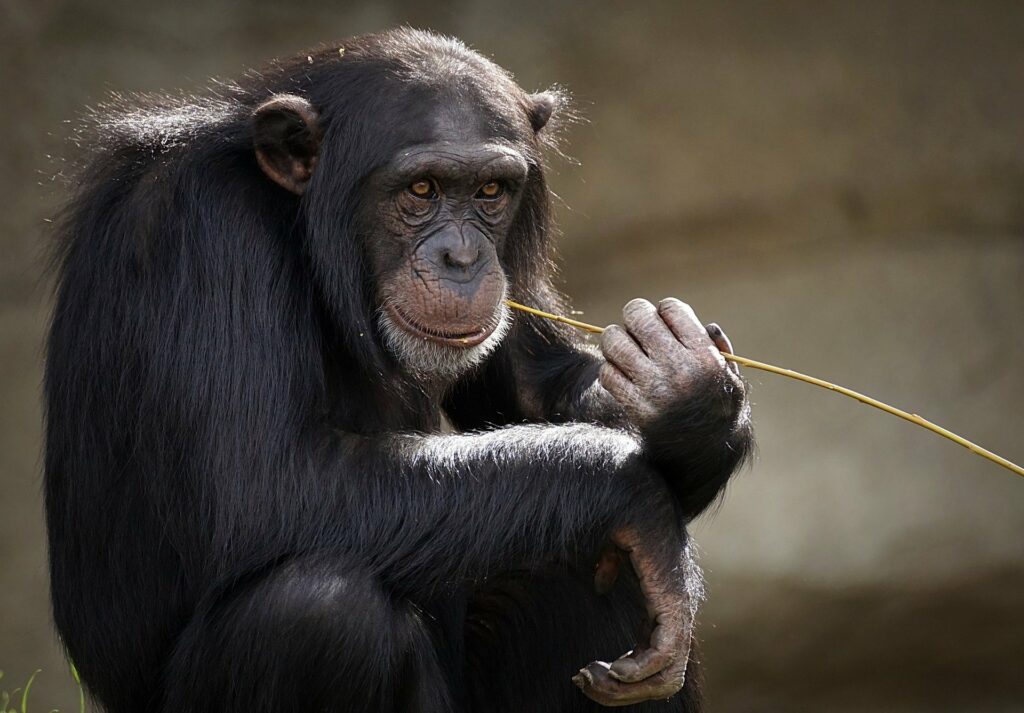 Imagem de um chimpanzé segurando um graveto.