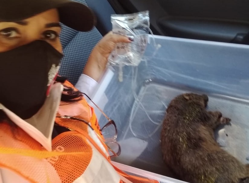 Médica-veterinária cuida de um ouriço cacheiro vítima do incêndio