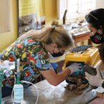 Médicas-veterinárias tratam de um tatu mirim resgatado. Uma delas segura o animal e outra arruma a caixa de transporte com folhas para abrigá-lo