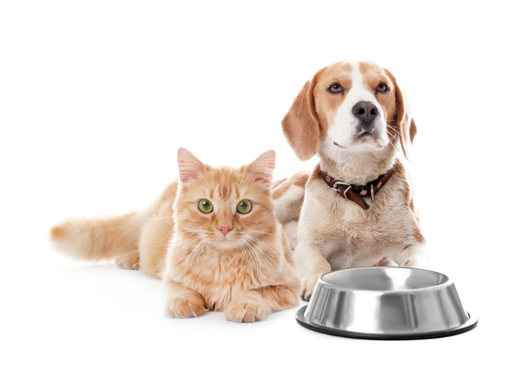 Um cão da raça beagle e um gato de olhos verdes e pelo com rajado alaranjado estão deitados junto em frente a um fundo branco. Em frente a eles está um pote de alumínio para alimentação.