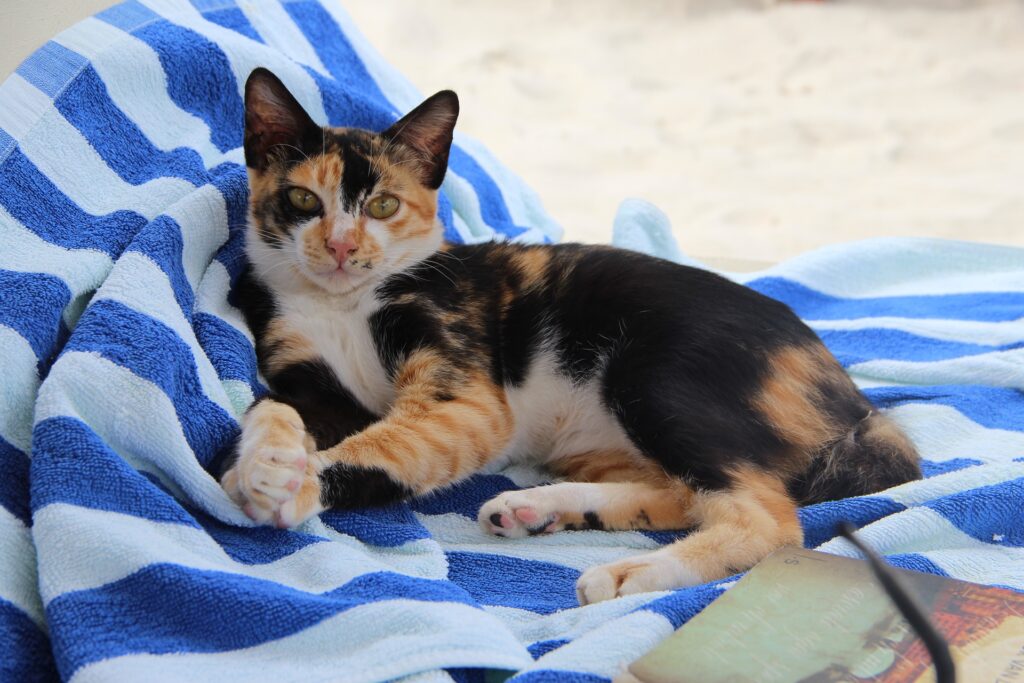 Gato com manchas brancas, amarelas e pretas deitado em uma cadeira de praia coberta com toalha em tons de azul