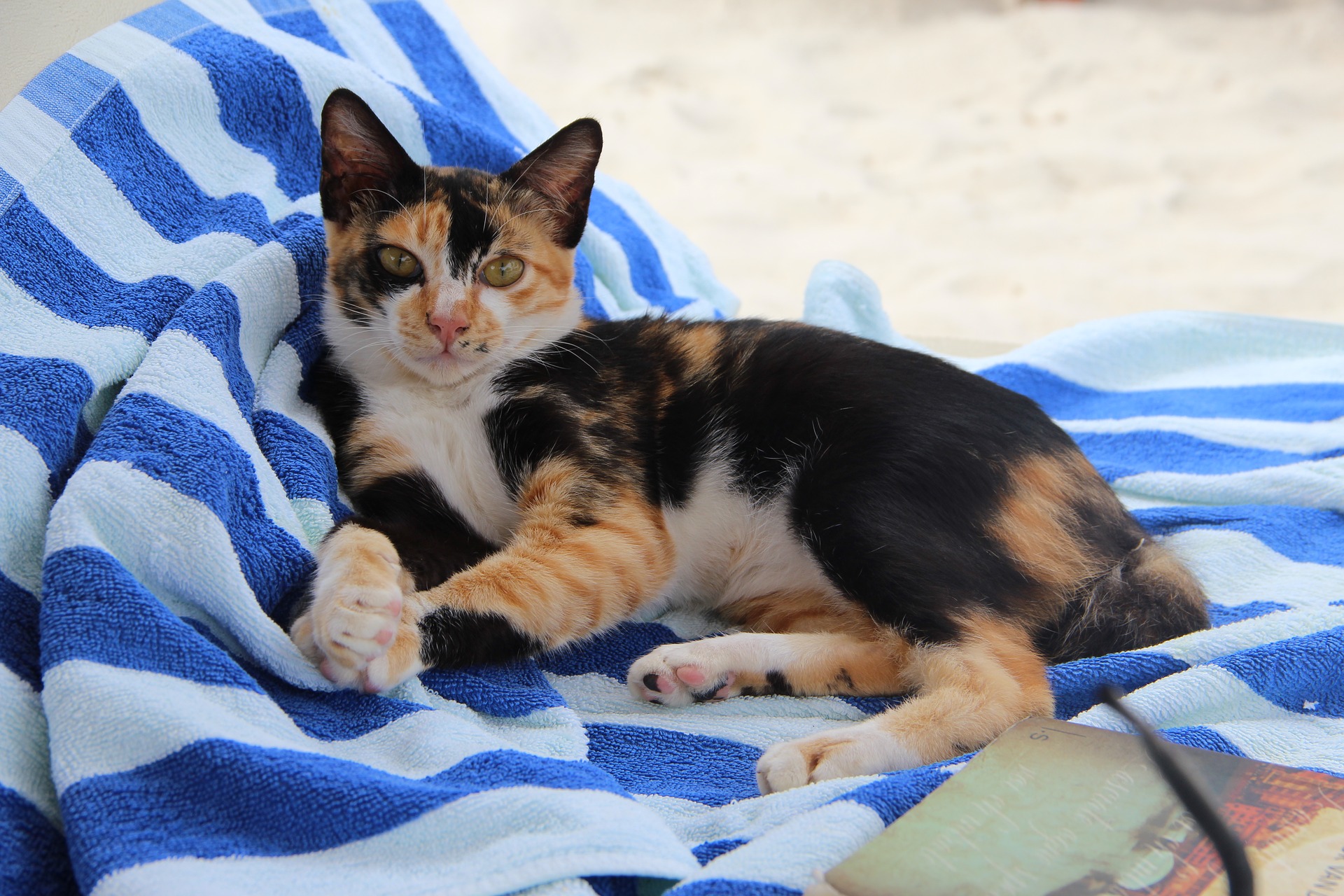 Animal doméstico passa doenças? Entenda 4 problemas transmitidos pelos pets  - 29/03/2019 - UOL VivaBem