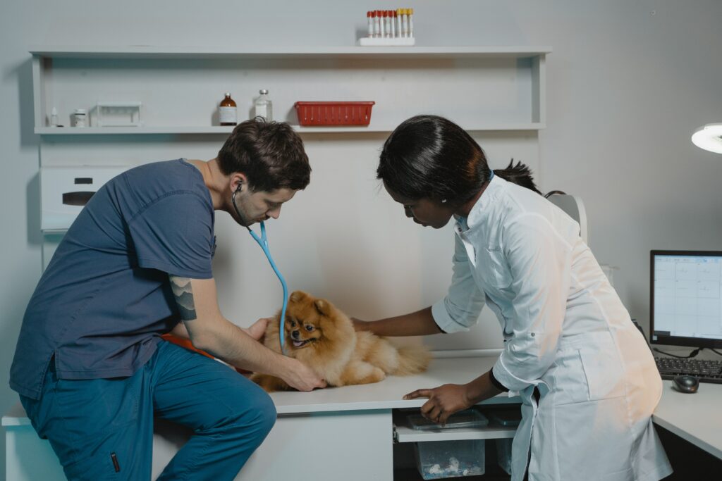Na foto há um cão sobre uma mesa de consultório, sendo examinado por dois médicos-veterinários, uma mulher negra de jaleco branco e um homem branco de roupa azul.