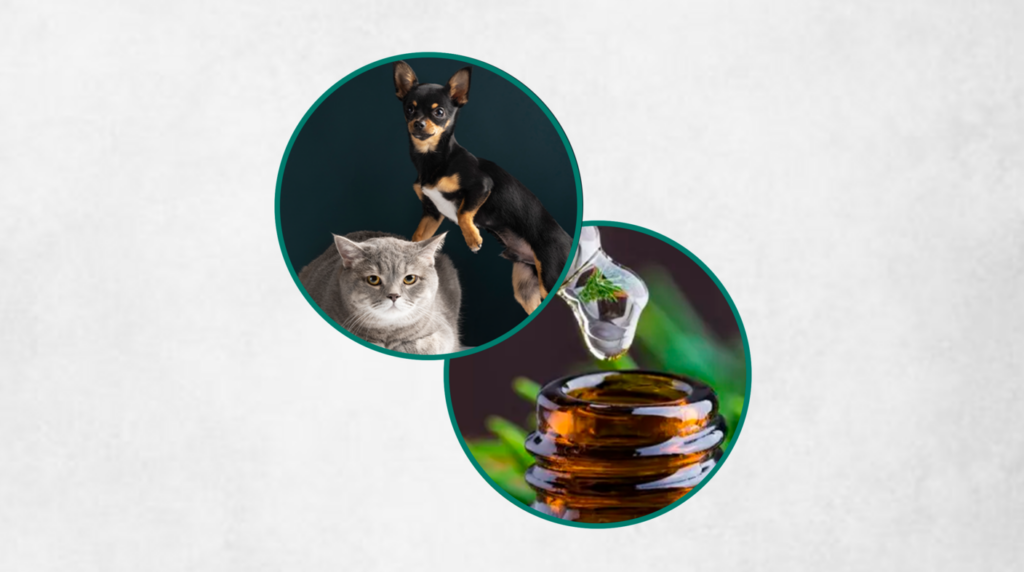 Na imagem, aparece um cachorro, um gato e um frasco de remédio homeopático