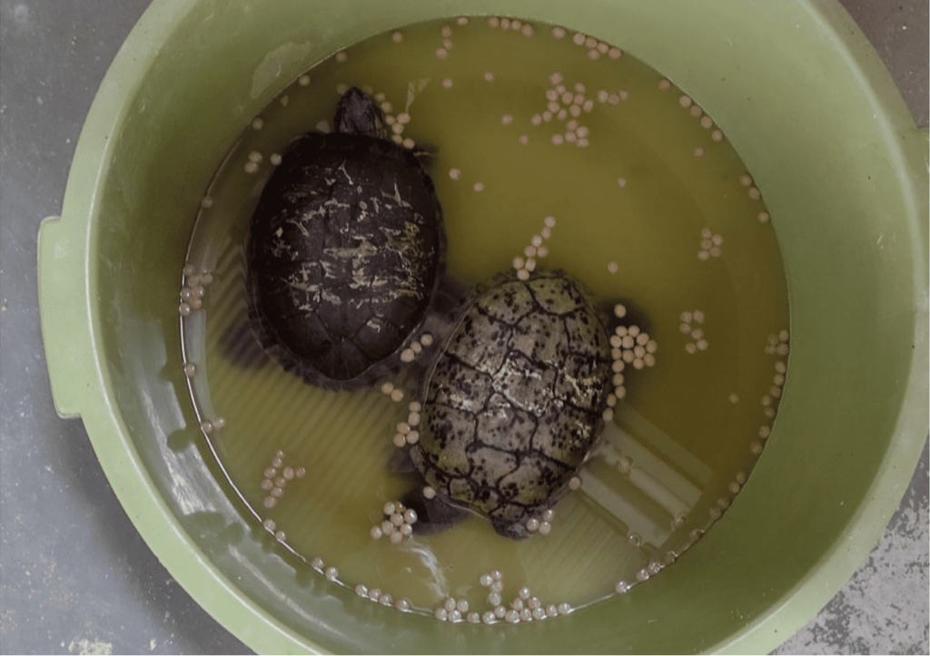 Duas tartarugas tigre d´água em uma bacia de plástico com água turva e rações espalhadas.