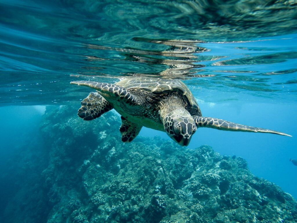 Aproximação de uma tartaruga marinha verde nadando debaixo d'água sob as luzes