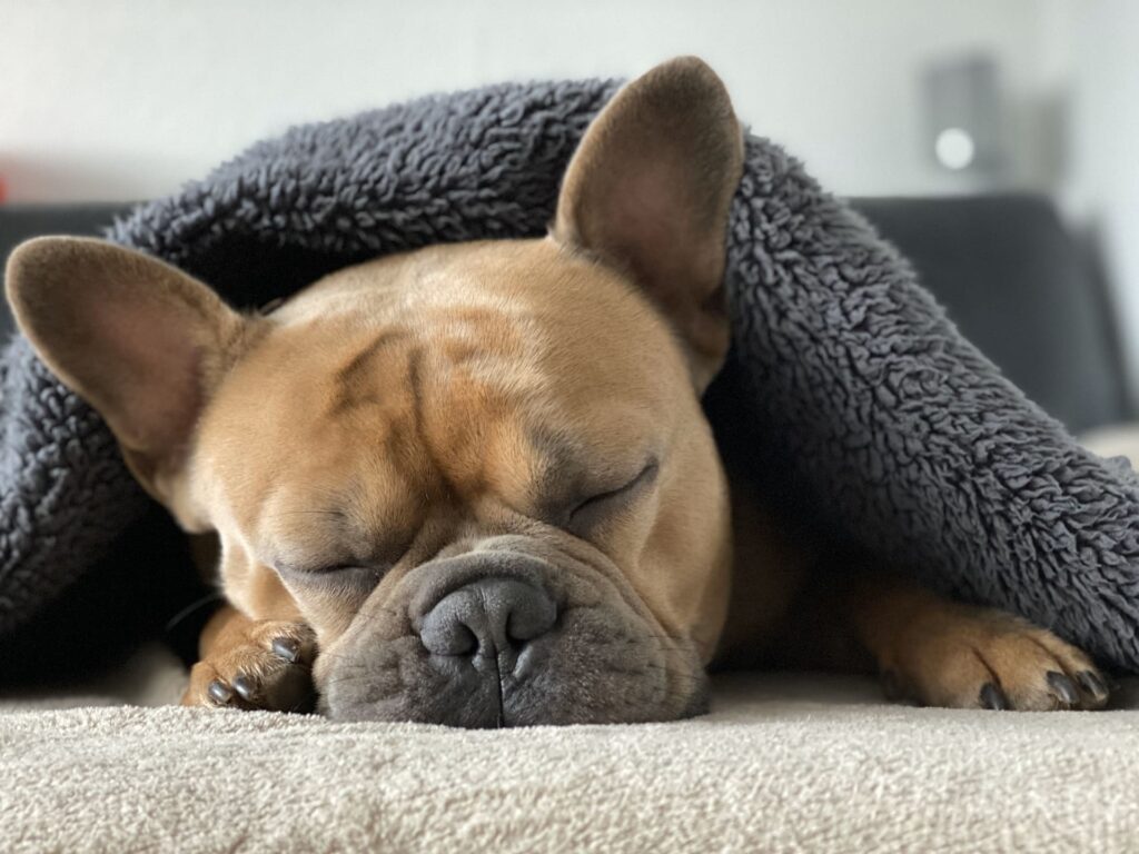 Cão dorme sob uma manta cinza protegido do frio
