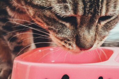 Gato machado está comendo em um pote rosa com detalhes pretos