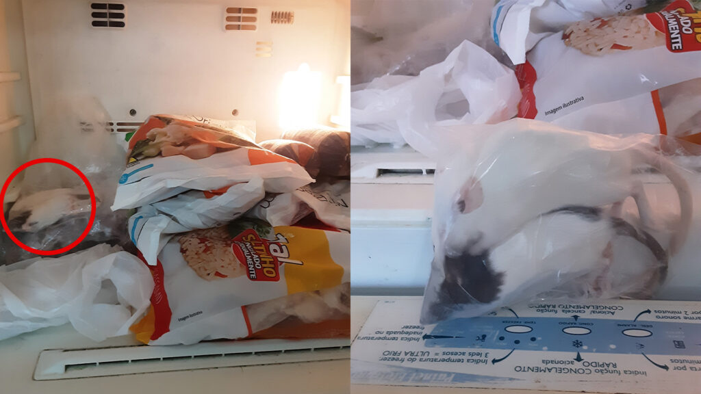 Camundongos mortos estão embalados e armazenados dentro de um freezer de refrigerador doméstico, junto com alimentos humanos