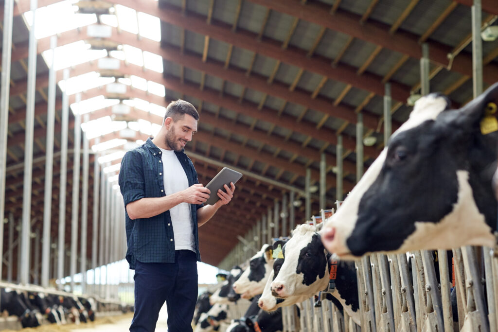 Homem fiscaliza plantel bovino enquanto olha para o celular