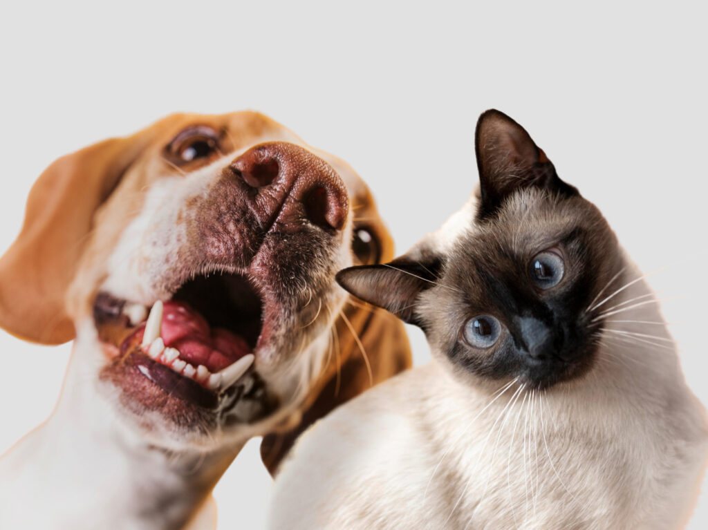 Imagem mostra um cão e um gato