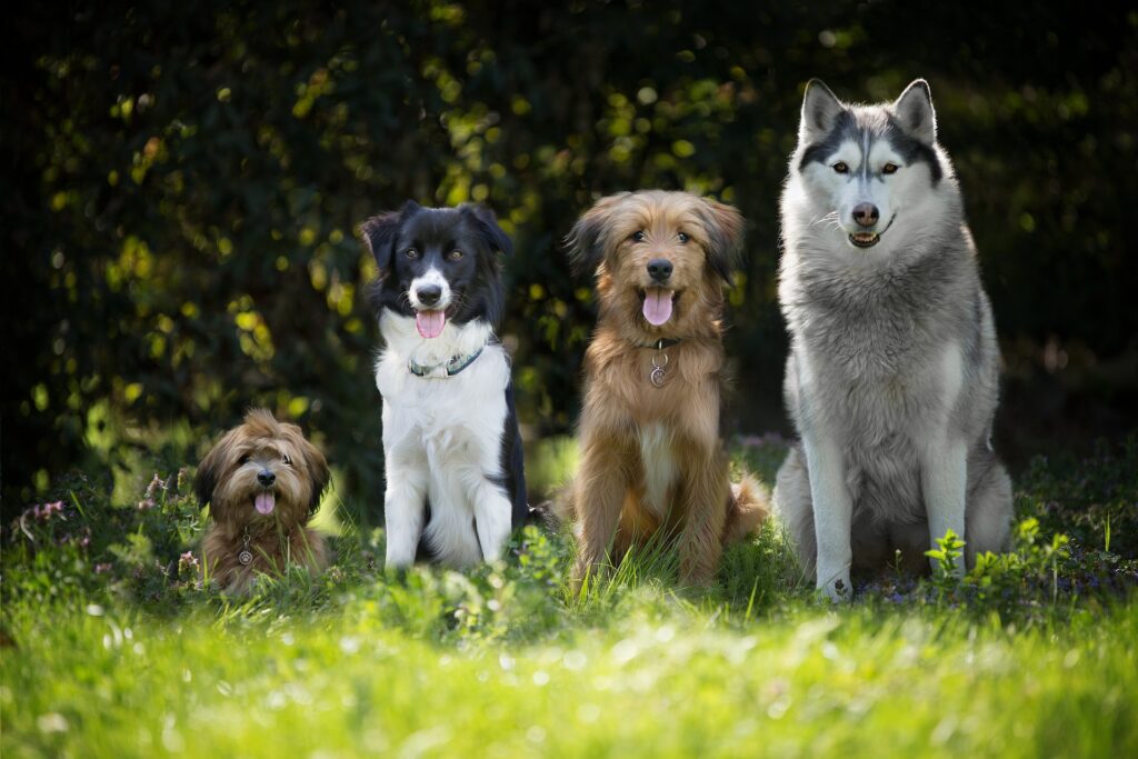 Quatro cães de raças diferentes posam para a foto. Eles estão lado-a-lado, em ordem crescente de tamanho. Os três primeiros estão de língua para fora. O cenário é um campo com gramado verde e folhas ao fundo.