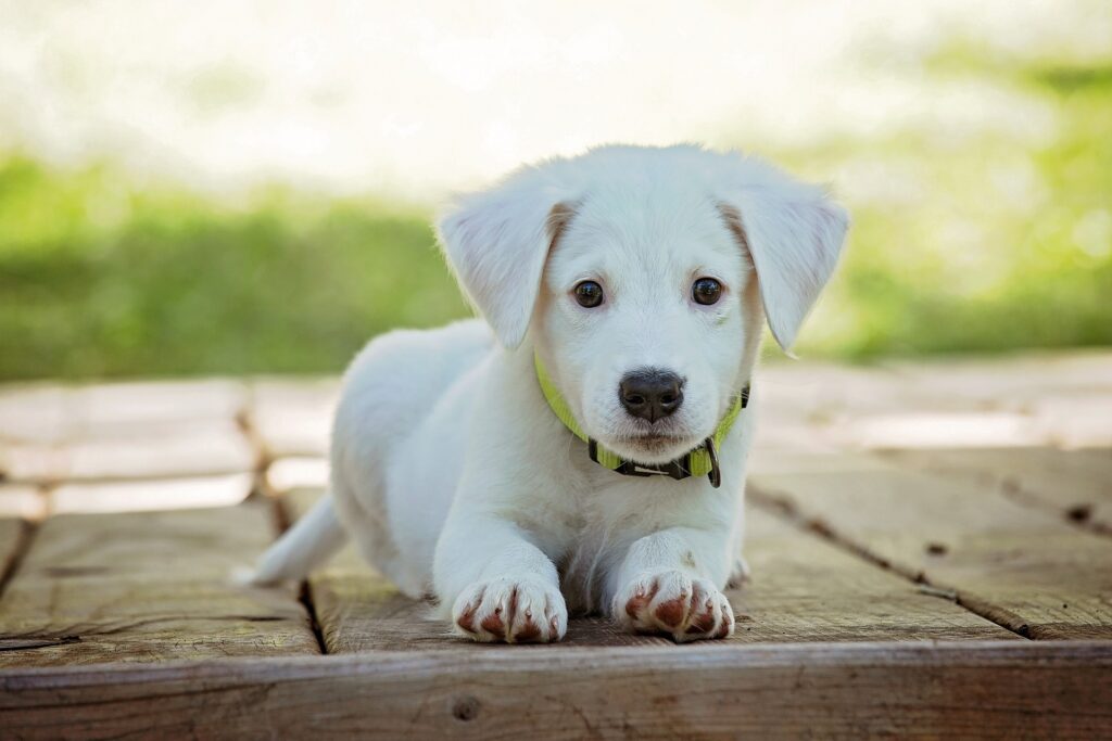 A foto mostra um cão branco. Ele está no chão, de frente. Ao fundo, há vegetação verde, desfocada.