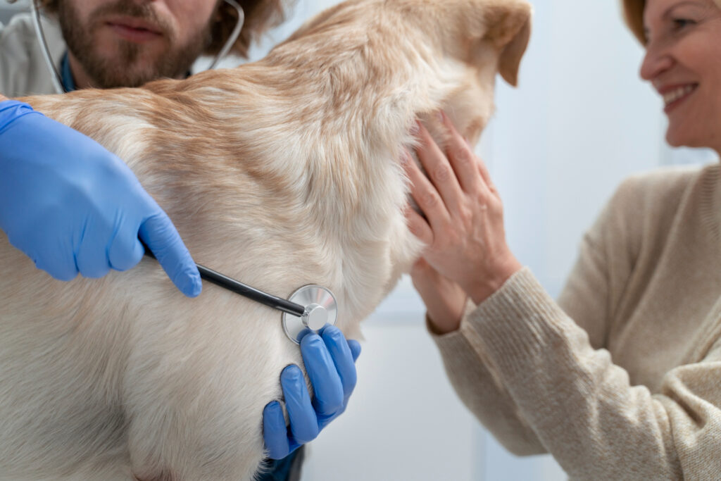 A foto mostra um cão sendo examinado com estetoscópio por médico-veterinário.