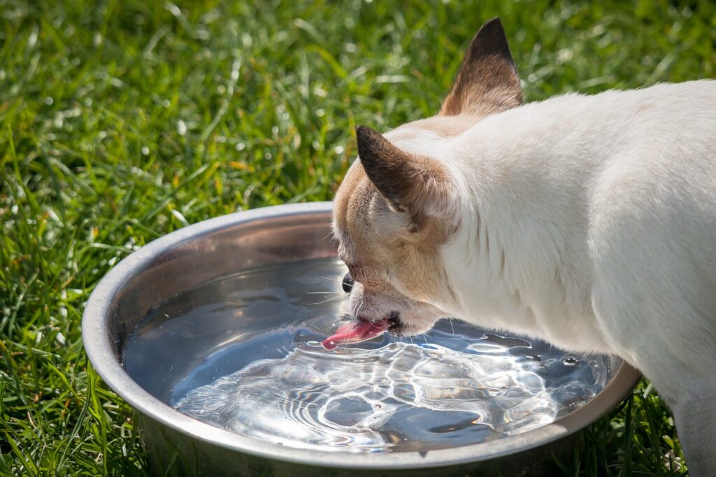 Imagem mostra cão bebendo água.