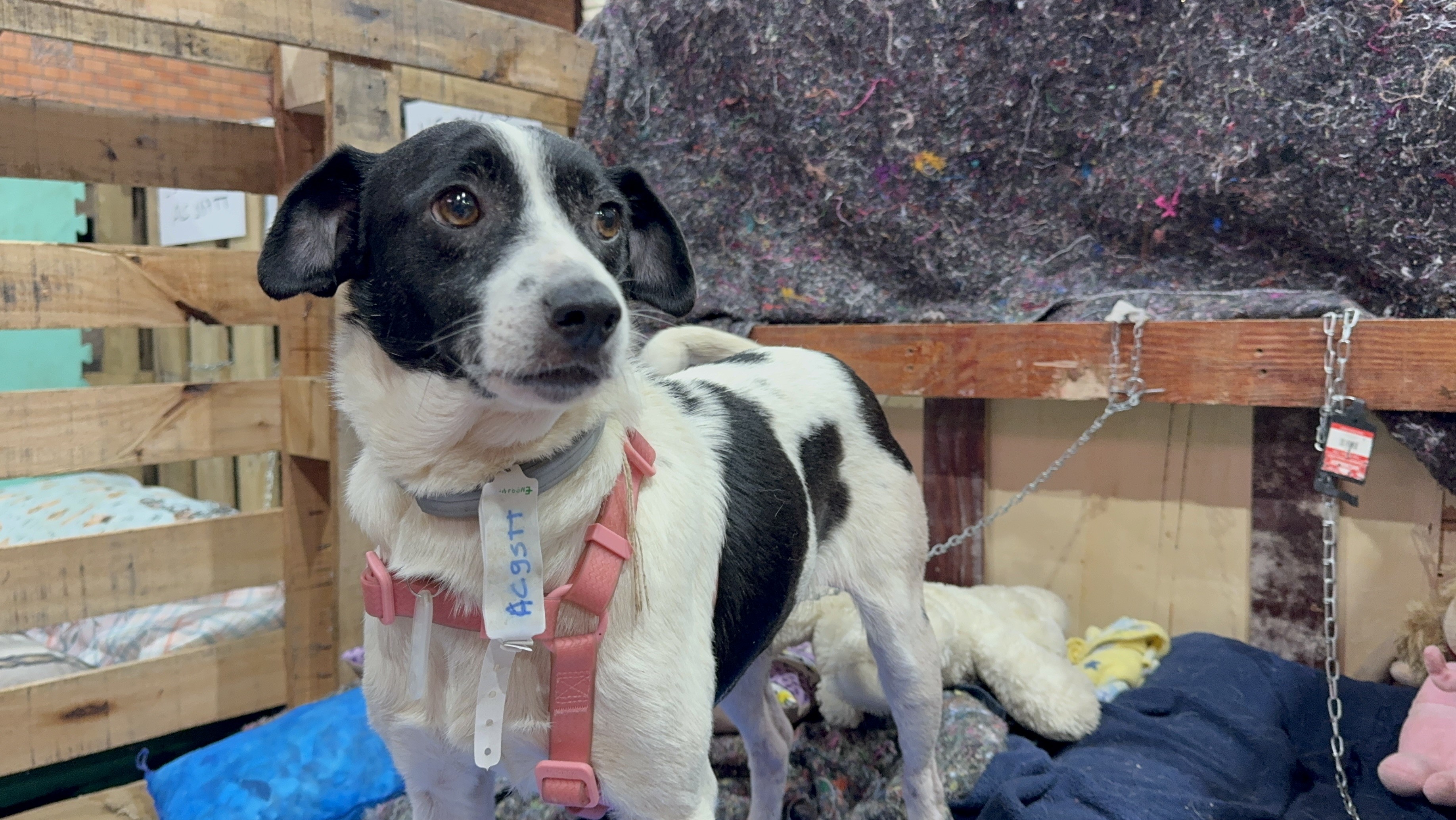 Cachorra sem raça definida branca e preta de porte médio e pelo curto resgatada no Rio Grande do Sul, usando pulseira de identificação.