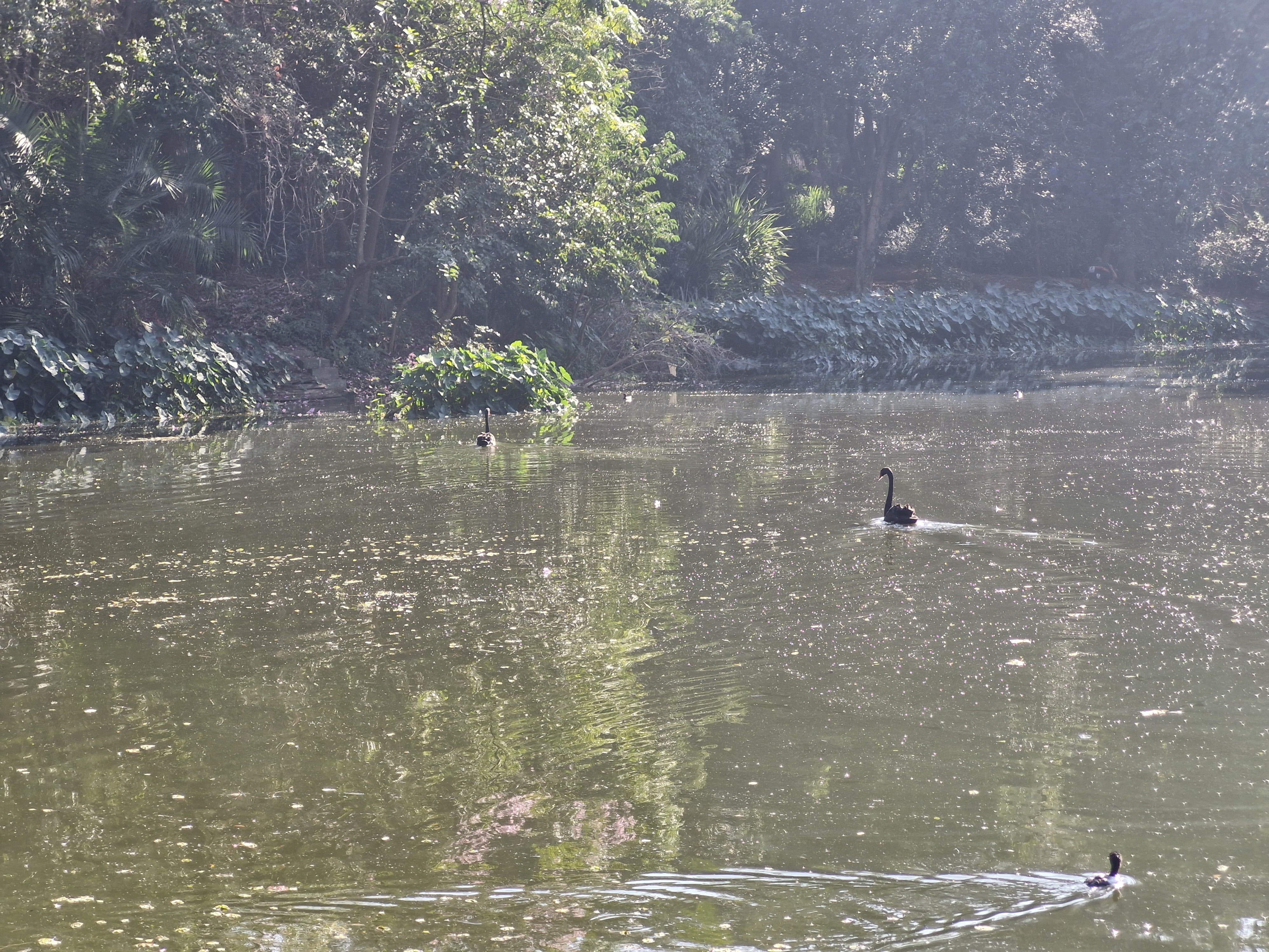 Lago com cisnes nadando.