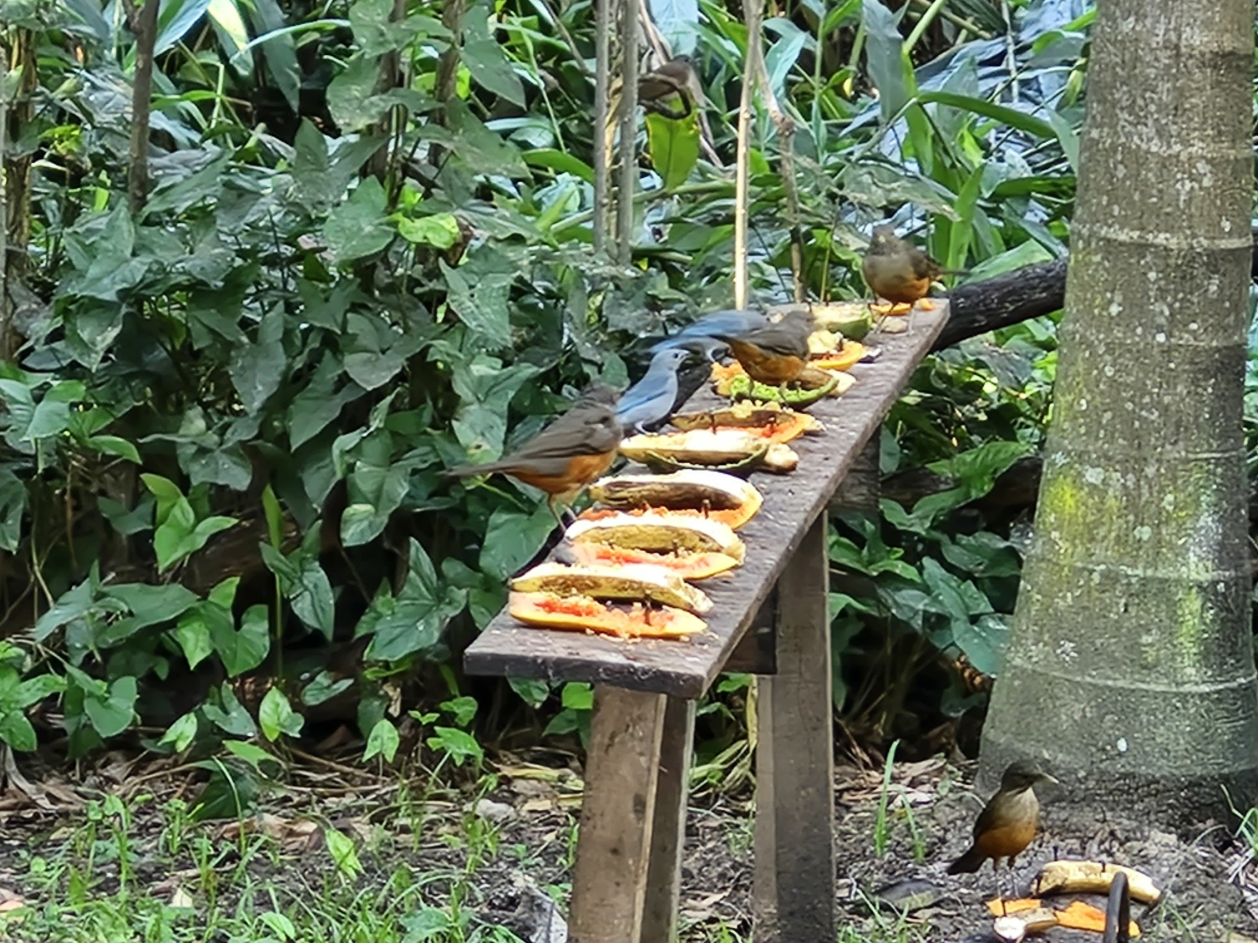 Pássaros comendo abacate e mamão no parque.