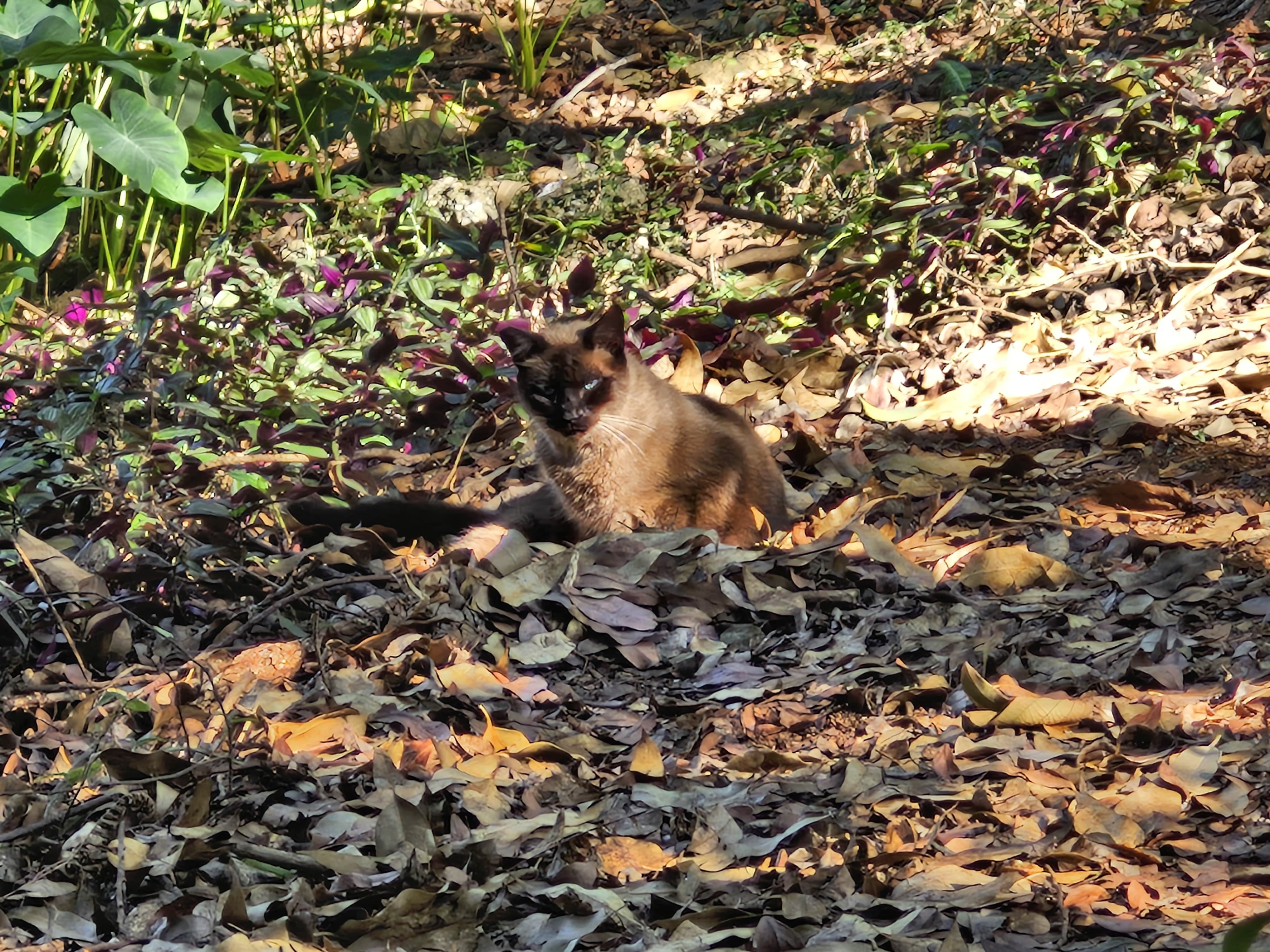 Gato siamês feral em um chão cheio de folhas secas.