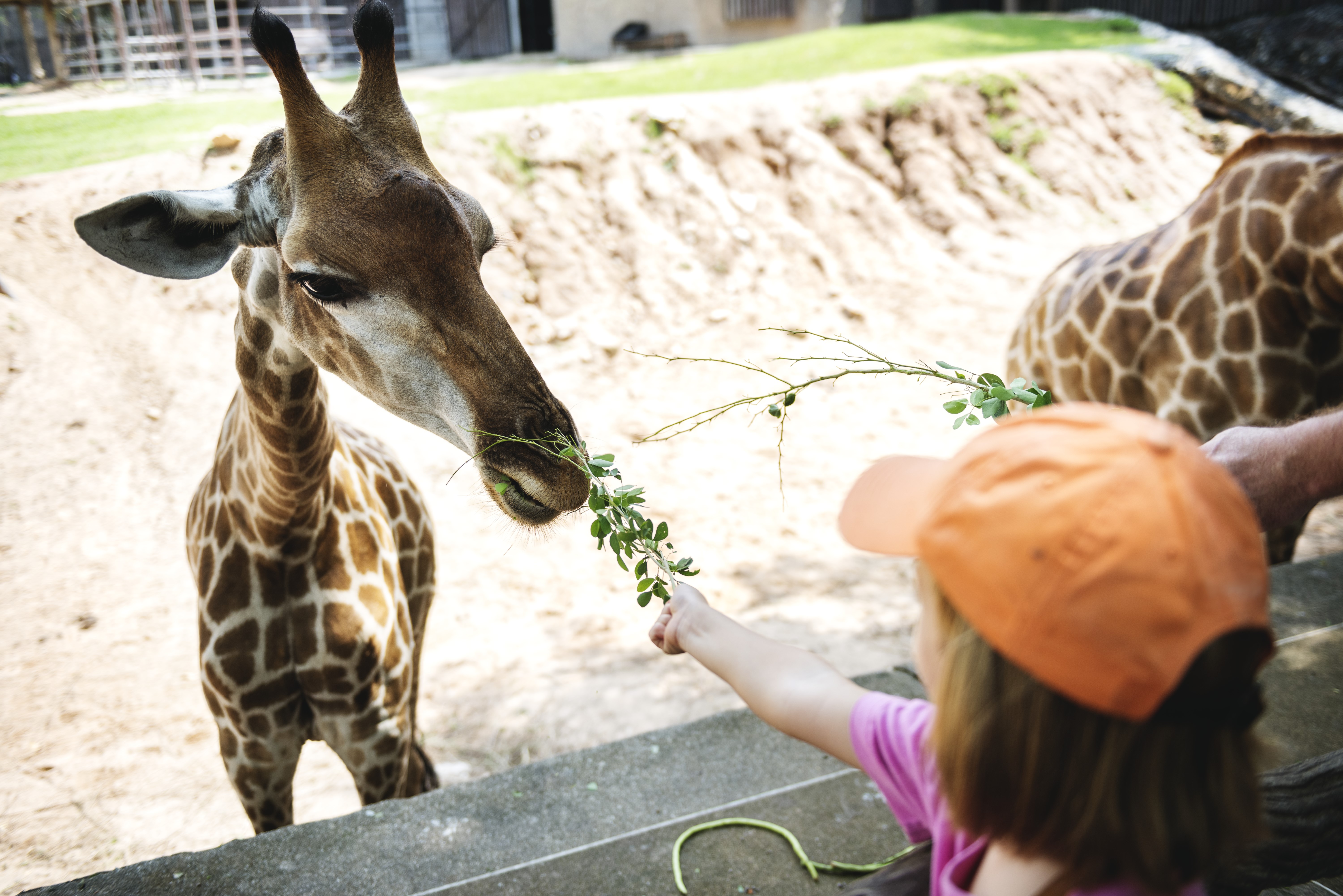 Mês do Médico-veterinário_Profissionais têm direito a meia-entrada no ingresso do Zoológico de São Paulo_Freepik