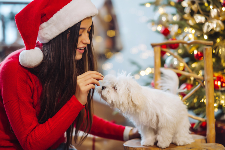 Uma mulher de blusa vermelha e gorro de Papai Noel oferece um petisco a um cachorro de porte pequeno de pelos brancos, ao fundo uma árvore de Natal.