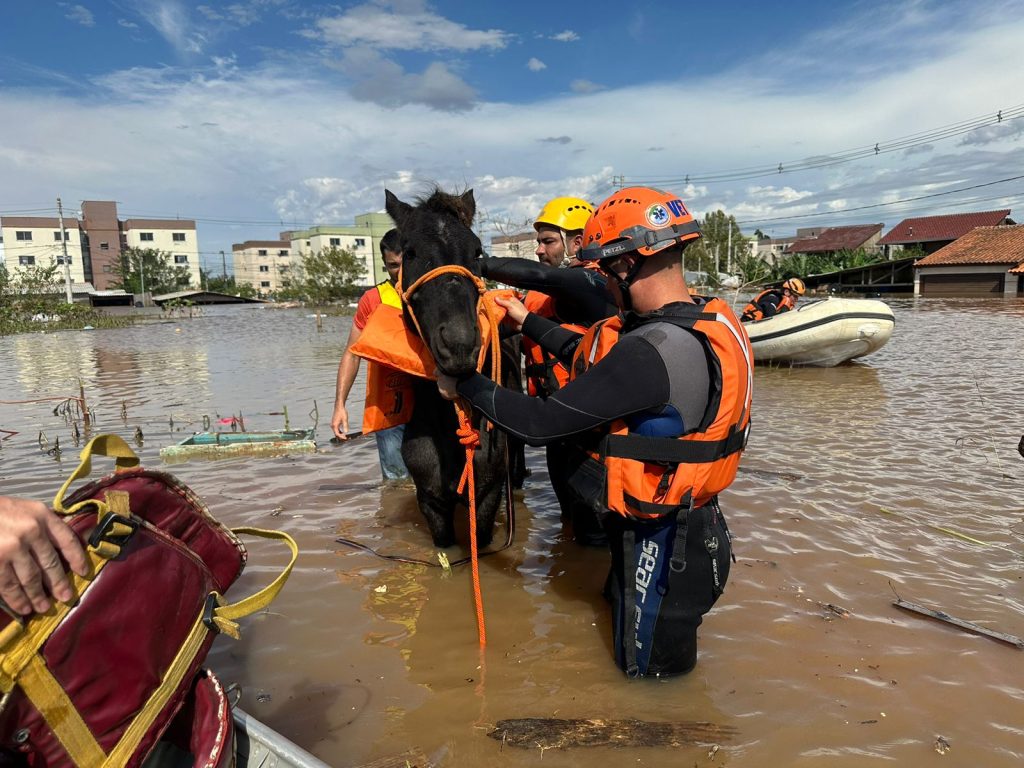 Cavalo sendo resgatado na enchente por 3 voluntários.