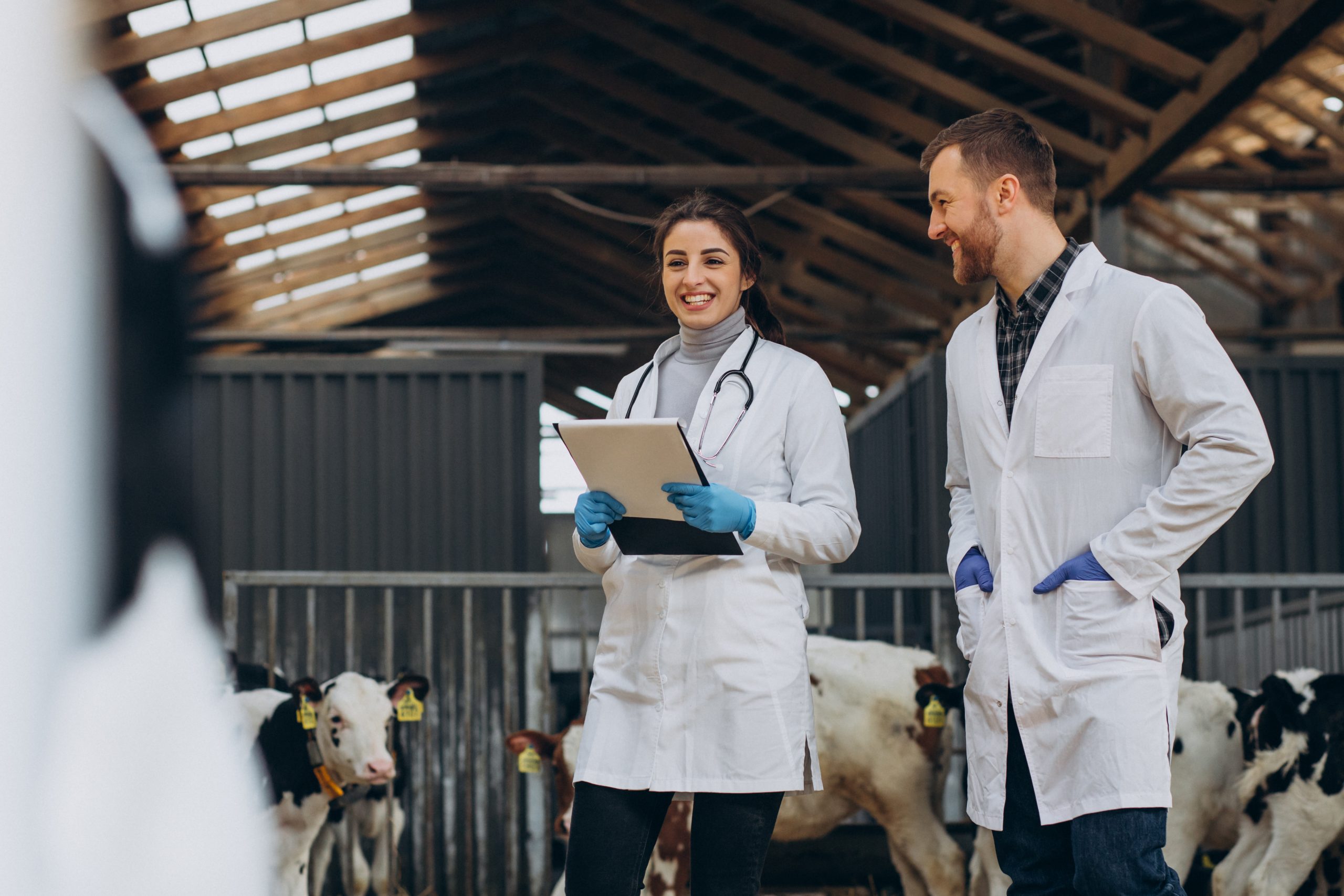 home e mulher médicos-veterinários em pé fiscalizando um celeiro com vacas leiteiras.