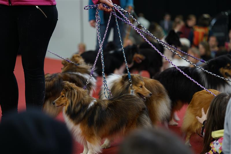 Cães de raça pretos, brancos e caramelo em evento sobre animais.