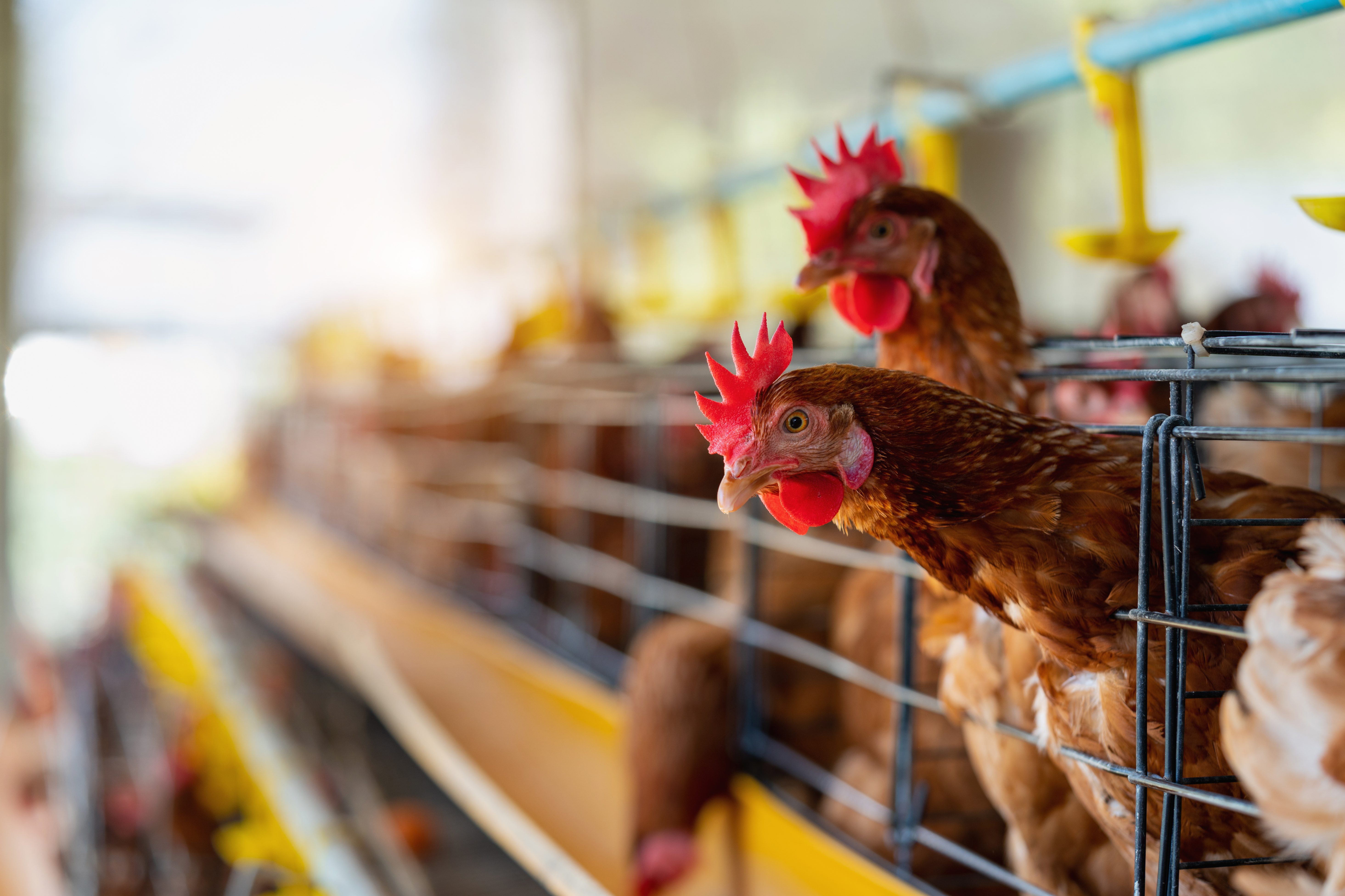 Galinhas em marrons em um sistema de produção avícola com gaiolas e comedouros.