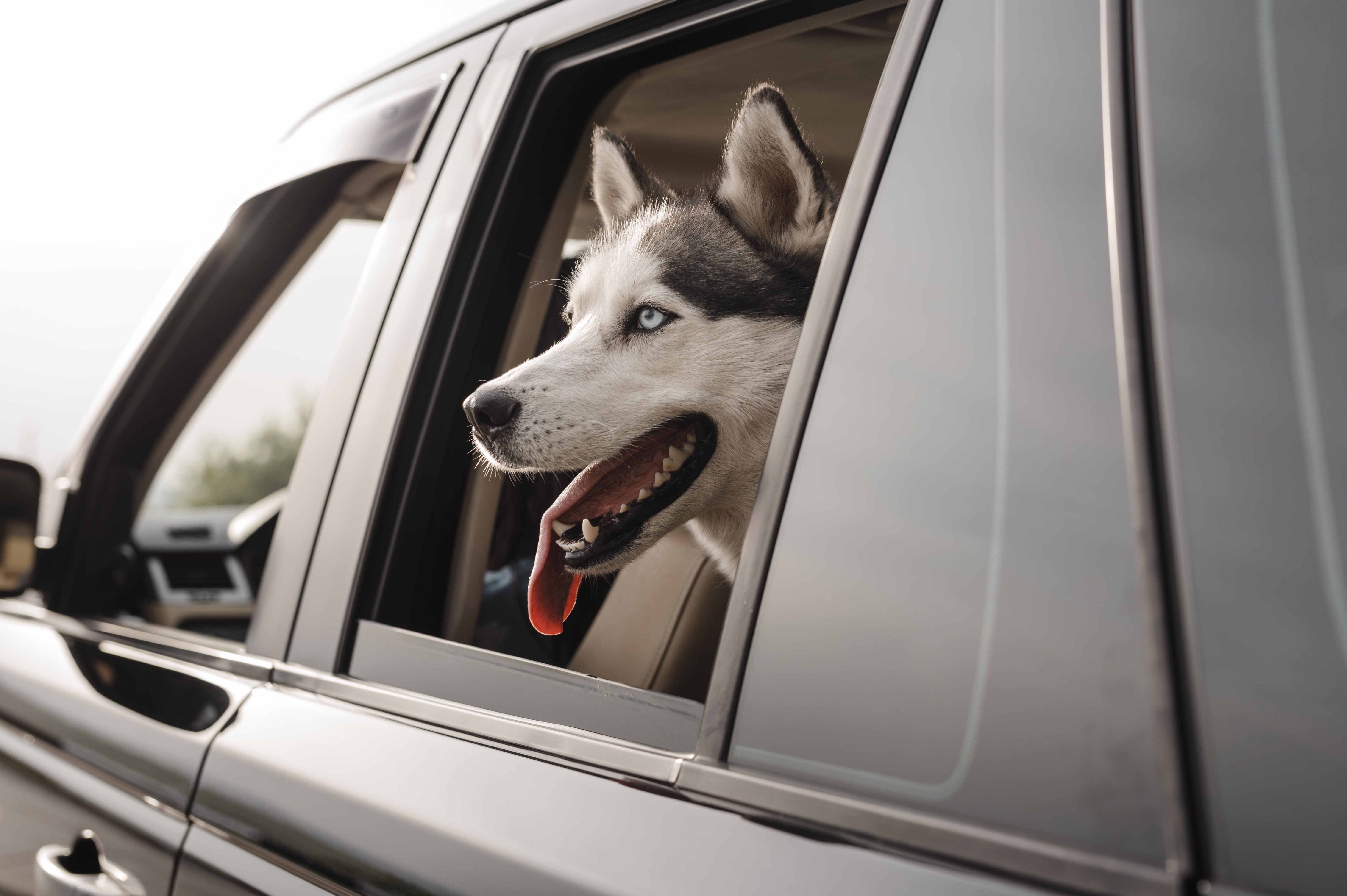 Cão da raça husky siberiano branco com manchas pretas, dentro de um carro cinza com a cabeça levemente para fora da janela do assento traseiro. Ele está com a língua de fora.