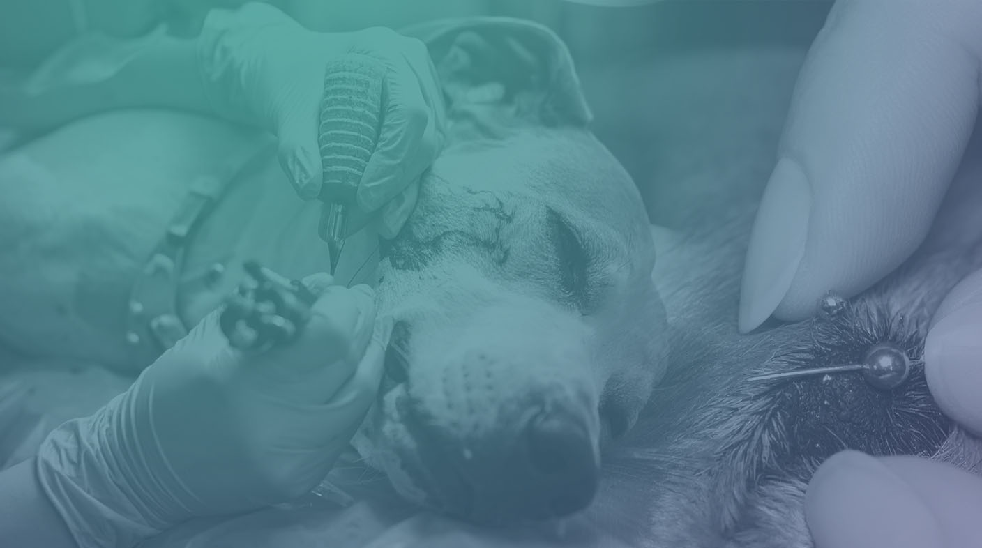 Imagem ilustrativa de um cachorro sendo tatuado.
