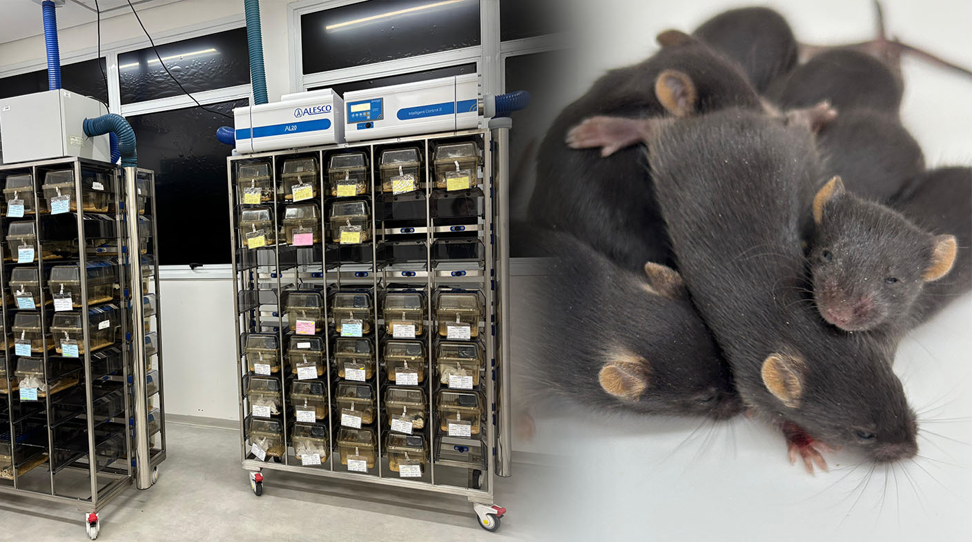 Um biotério, com prateleiras e ao lado imagem de ratos de laboratório.