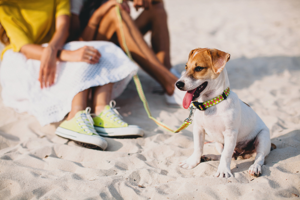 Cão de pequeno porte branco com orelhas caramelo e fucionho preto, estpa sentado na praia em um dia de calor, ele usa uma coleira de estampa xadrex nas cores verde limão, vermelho e branco e guia na mesma estampa. Atrás dele, há um casal, é possível ver o tenis verde a saia branca e a blusa amarela da mulher, a pessoa ao lado veste bermuda e tenis branco.