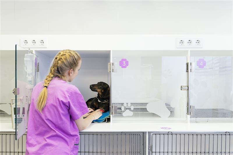 Mulher branca loira com trança no cabelo, usando uniforme rosa olha para cão preto da raça basset que está internado em uma clínica veterinária.