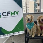 Close de dois cães da raça Golden retriever de pelo caramelo claro, ambos são cães terapeutas da Inataa e estão sentados em cadeiras pretas ao lado de um tripé com banner do CFMV. O cão à esquerda usa lenço verde no pescoço e o outro usa lenço branco e colete vinho.