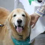 Close de um cão da raça Golden retriever de pelo caramelo claro, ele é um dos cães terapeutas da Inataa. Ele usa lenço verde no pescoço.