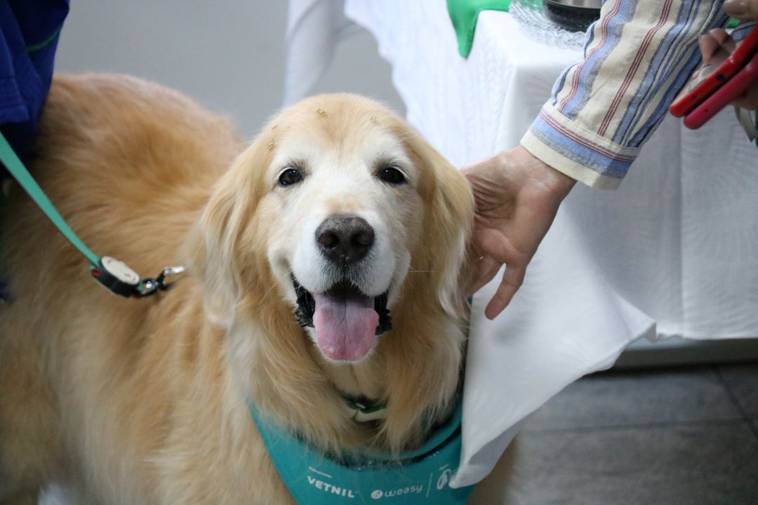 Close de um cão da raça Golden retriever de pelo caramelo claro, ele é um dos cães terapeutas da Inataa. Ele usa lenço verde no pescoço.