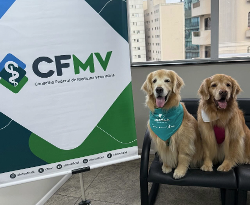 Dois cachorros da raça golden retriever em cima de uma poltrona, ao lado de uma placa com o logo do CFMV.