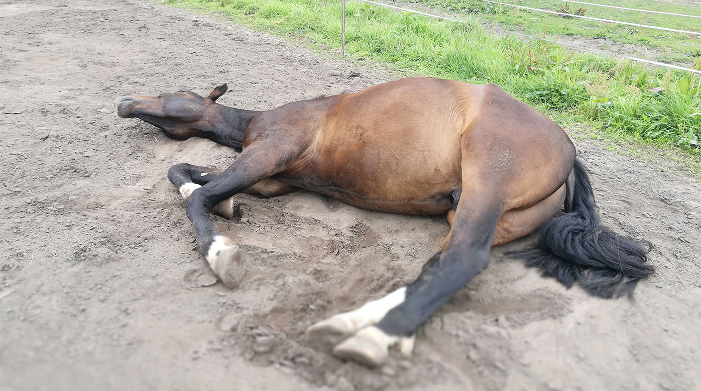 Cavalo marrom de patas brancas deitado no chão.