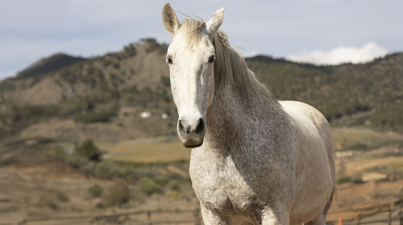 Um cavalo branco, de frente. Ao fundo, um campo e montanhas.