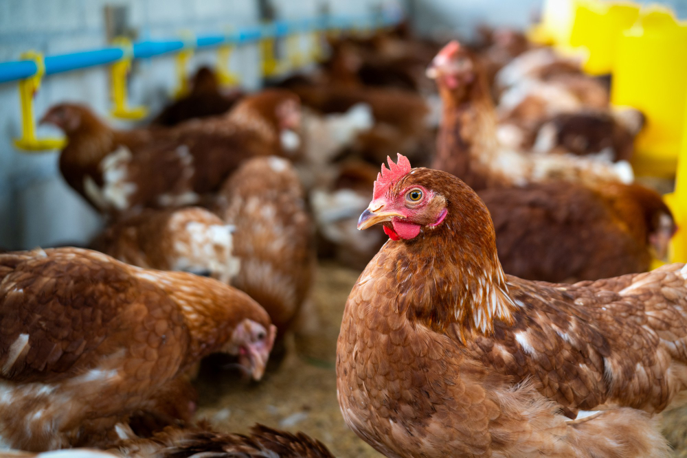 Galinhas poedeiras adultas(penas predominantemente marrons com algumas brancas, com crista vermelha) em um galpão de criação.