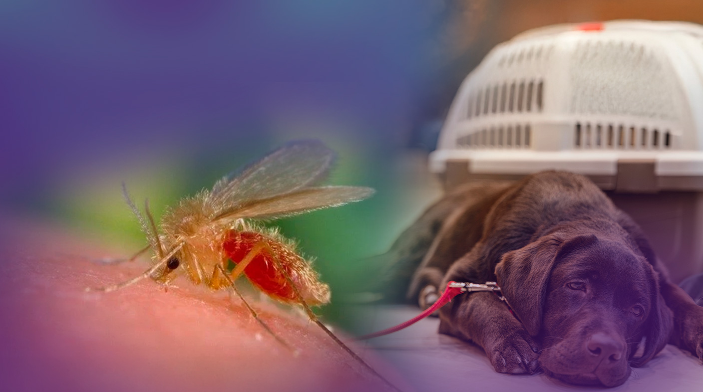 Mosquito mordendo o braço de alguém e um cão marrom doente no fundo.